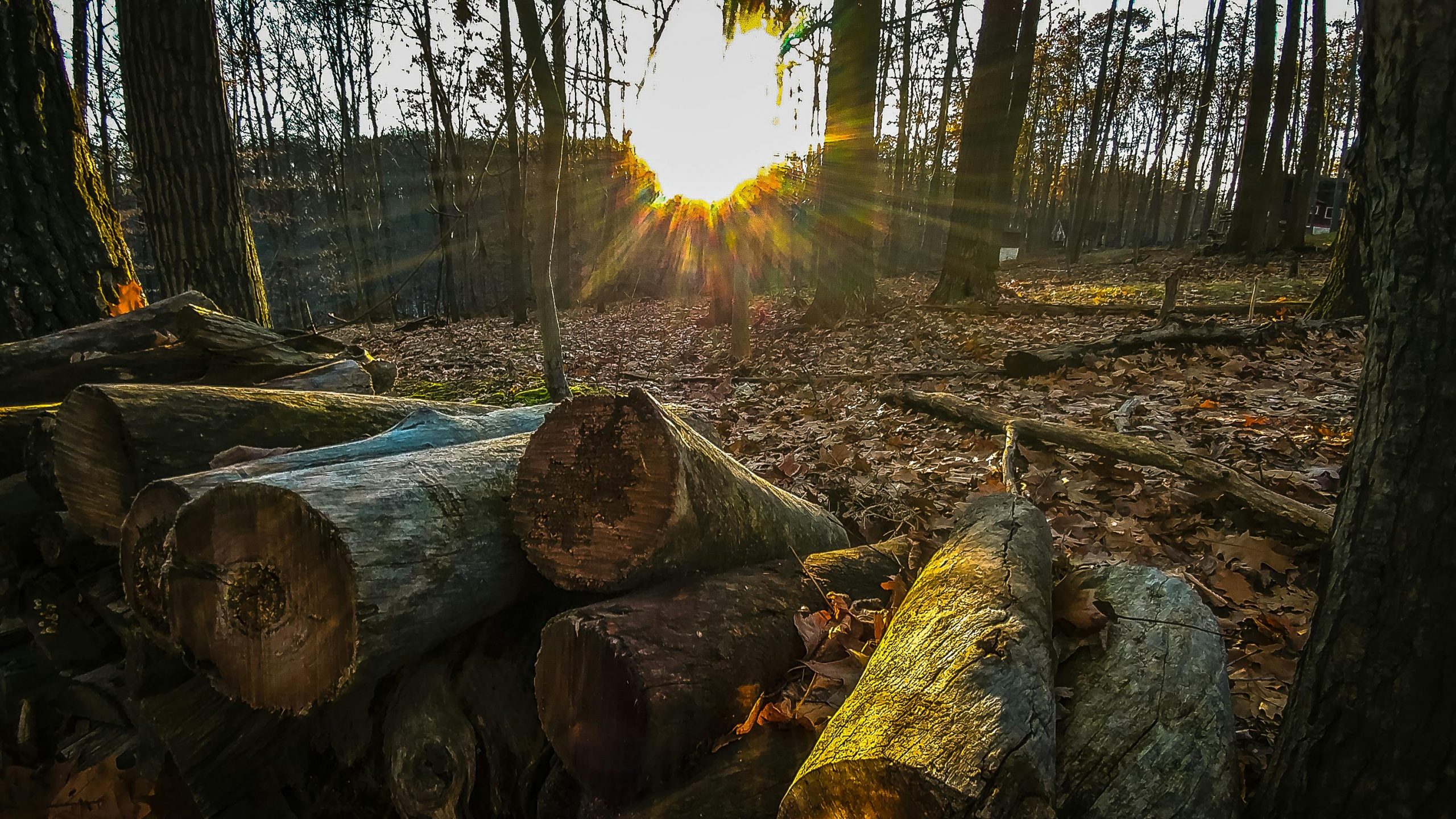 Kiln-Dried vs. Seasoned Logs: What’s the Difference?