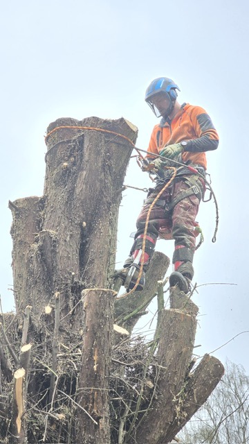 Tree Surgery & Hedge Cutting